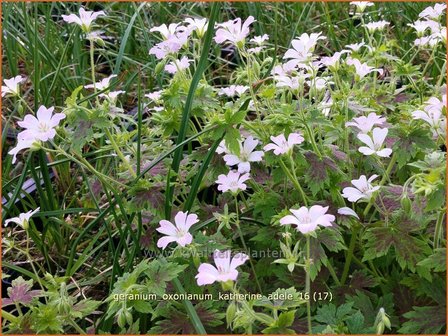 Geranium oxonianum &#039;Katherine Adele&#039; | Ooievaarsbek, Tuingeranium | Oxford-Storchschnabel