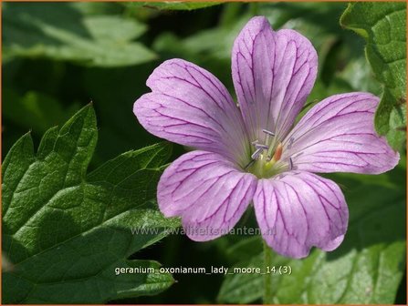 Geranium oxonianum &#039;Lady Moore&#039; | Ooievaarsbek, Tuingeranium | Oxford-Storchschnabel