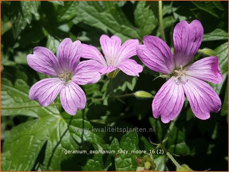 Geranium oxonianum &#039;Lady Moore&#039; | Ooievaarsbek, Tuingeranium | Oxford-Storchschnabel