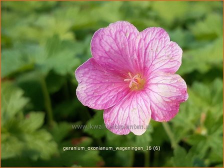 Geranium oxonianum &#039;Wageningen&#039; | Ooievaarsbek, Tuingeranium | Oxford-Storchschnabel