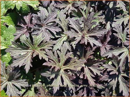 Geranium pratense &#039;Black &#039;n White Army&#039; | Beemdooievaarsbek, Ooievaarsbek, Tuingeranium | Wiesen-Storchschnabel