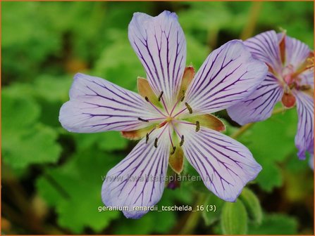 Geranium renardii &#039;Tcschelda&#039; | Ooievaarsbek, Tuingeranium | Kaukasus-Storchschnabel