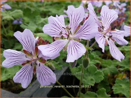 Geranium renardii &#039;Tcschelda&#039; | Ooievaarsbek, Tuingeranium | Kaukasus-Storchschnabel