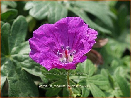 Geranium sanguineum &#039;Elsbeth&#039; | Bloedooievaarsbek, Ooievaarsbek, Tuingeranium | Blut-Storchschnabel