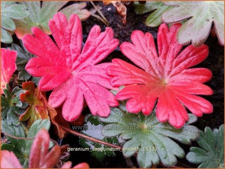 Geranium sanguineum &#039;Elsbeth&#039; | Bloedooievaarsbek, Ooievaarsbek, Tuingeranium | Blut-Storchschnabel