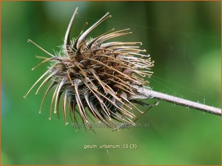 Geum urbanum | Geel nagelkruid, Nagelkruid | Echte Nelkenwurz