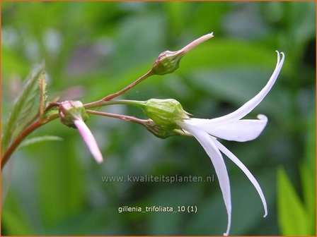 Gillenia trifoliata | Driebladige braakwortelspirea | Dreiblattspiere