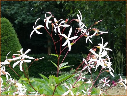 Gillenia trifoliata | Driebladige braakwortelspirea | Dreiblattspiere