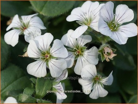 Gypsophila cerastioides | Gipskruid | Himalaya-Schleierkraut