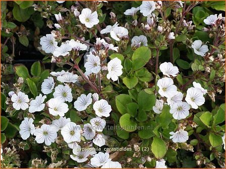 Gypsophila cerastioides | Gipskruid | Himalaya-Schleierkraut