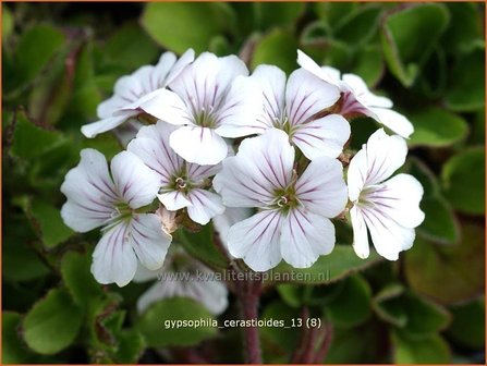 Gypsophila cerastioides | Gipskruid | Himalaya-Schleierkraut