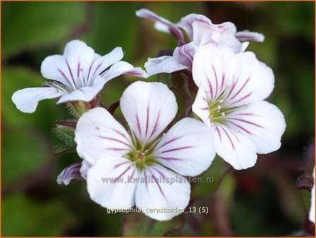 Gypsophila cerastioides | Gipskruid | Himalaya-Schleierkraut