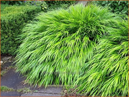 Hakonechloa macra | Japans bosgras, Japans siergras | Berggras