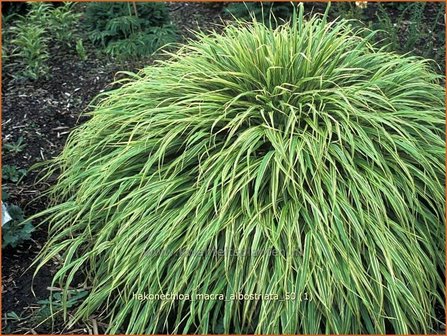 Hakonechloa macra &#039;Albostriata&#039; | Japans bosgras, Japans siergras | Berggras