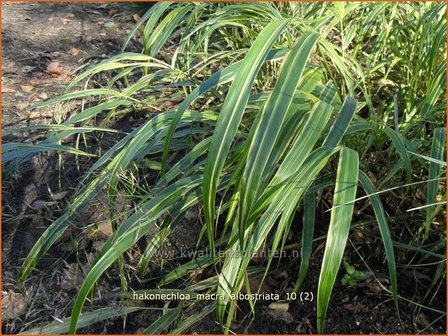 Hakonechloa macra &#039;Albostriata&#039; | Japans bosgras, Japans siergras | Berggras