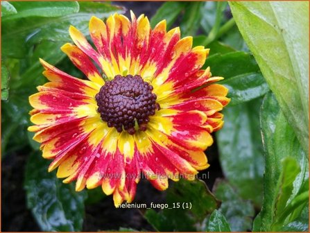 Helenium &#039;Fuego&#039; | Zonnekruid | Sonnenbraut