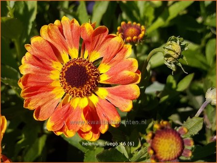 Helenium &#039;Fuego&#039; | Zonnekruid | Sonnenbraut