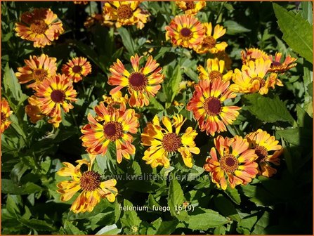 Helenium &#039;Fuego&#039; | Zonnekruid | Sonnenbraut