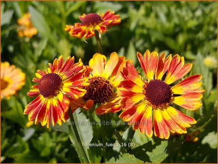 Helenium &#039;Fuego&#039; | Zonnekruid | Sonnenbraut