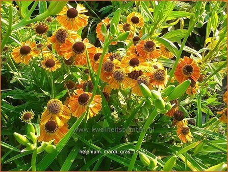 Helenium &#039;Mardi Gras&#039; | Zonnekruid | Sonnenbraut