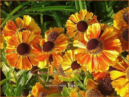 Helenium &#039;Mardi Gras&#039; | Zonnekruid | Sonnenbraut