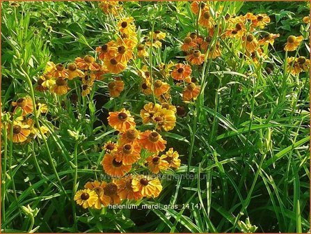 Helenium &#039;Mardi Gras&#039; | Zonnekruid | Sonnenbraut