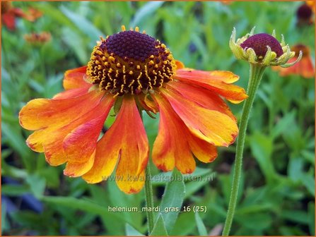 Helenium &#039;Mardi Gras&#039; | Zonnekruid | Sonnenbraut