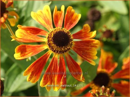 Helenium &#039;Waltraut&#039; | Zonnekruid | Sonnenbraut