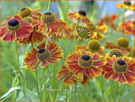 Helenium &#039;Waltraut&#039; | Zonnekruid | Sonnenbraut