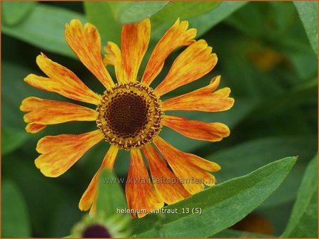 Helenium &#039;Waltraut&#039; | Zonnekruid | Sonnenbraut