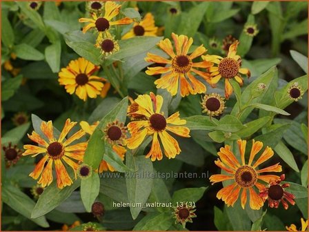 Helenium &#039;Waltraut&#039; | Zonnekruid | Sonnenbraut