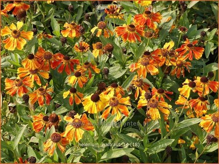 Helenium &#039;Waltraut&#039; | Zonnekruid | Sonnenbraut