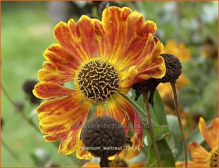 Helenium &#039;Waltraut&#039; | Zonnekruid | Sonnenbraut