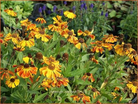 Helenium &#039;Waltraut&#039; | Zonnekruid | Sonnenbraut