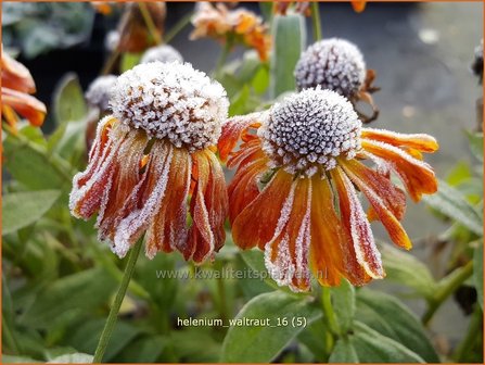 Helenium &#039;Waltraut&#039; | Zonnekruid | Sonnenbraut