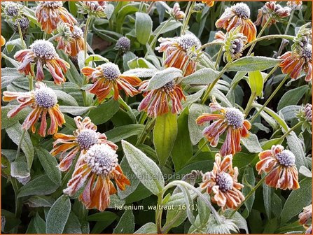 Helenium &#039;Waltraut&#039; | Zonnekruid | Sonnenbraut