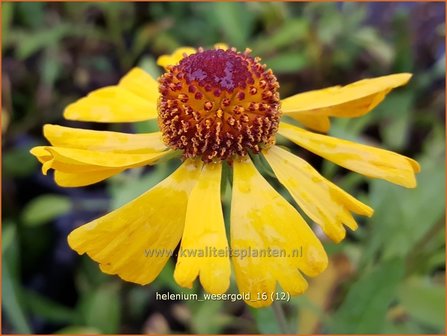 Helenium &#039;Wesergold&#039; | Zonnekruid | Sonnenbraut