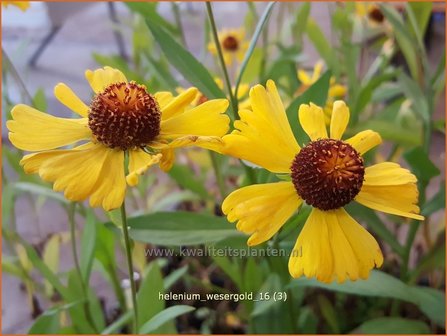 Helenium &#039;Wesergold&#039; | Zonnekruid | Sonnenbraut