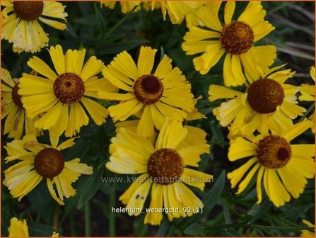 Helenium &#039;Wesergold&#039; | Zonnekruid | Sonnenbraut