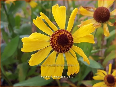 Helenium &#039;Wesergold&#039; | Zonnekruid | Sonnenbraut