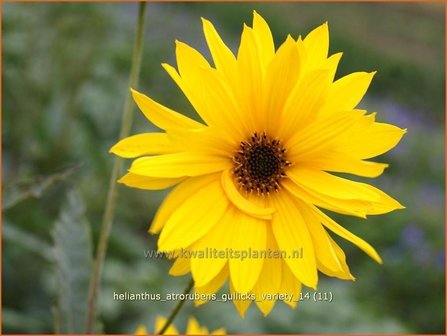 Helianthus atrorubens &#039;Gullick&#039;s Variety&#039; | Vaste zonnebloem | Rauhaarige Sonnenblume | Purple-Disk Sunflo