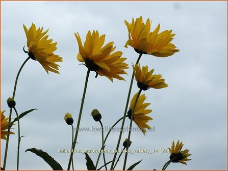 Helianthus atrorubens 'Gullick's Variety' | Vaste zonnebloem | Rauhaarige Sonnenblume