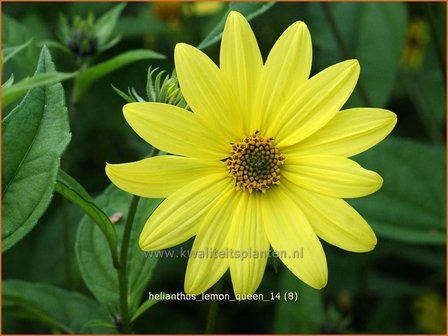 Helianthus 'Lemon Queen' | Vaste zonnebloem | Sonnenblume
