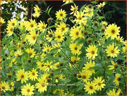 Helianthus &#039;Lemon Queen&#039; | Vaste zonnebloem | Sonnenblume