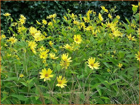 Helianthus &#039;Lemon Queen&#039; | Vaste zonnebloem | Sonnenblume