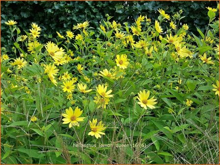 Helianthus &#039;Lemon Queen&#039; | Vaste zonnebloem | Sonnenblume