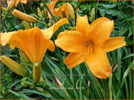 Hemerocallis &#039;Aten&#039; | Daglelie | Taglilie