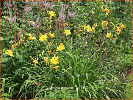 Hemerocallis &#039;Aten&#039; | Daglelie | Taglilie