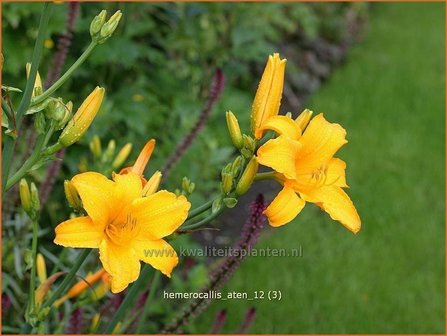 Hemerocallis &#039;Aten&#039; | Daglelie | Taglilie