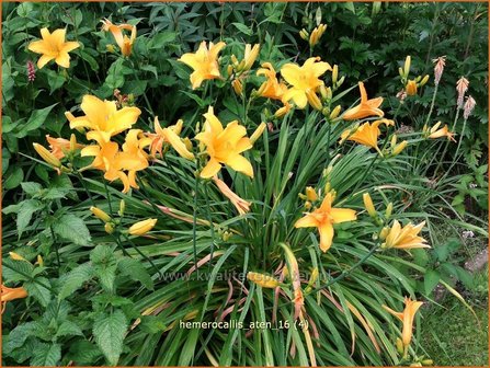 Hemerocallis &#039;Aten&#039; | Daglelie | Taglilie